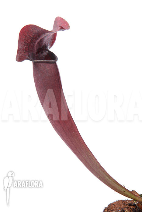 Sarracenia x Tess &lsquo;XXL&rsquo;