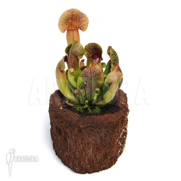 Sarracenia x &lsquo;Barbapapa&rsquo;