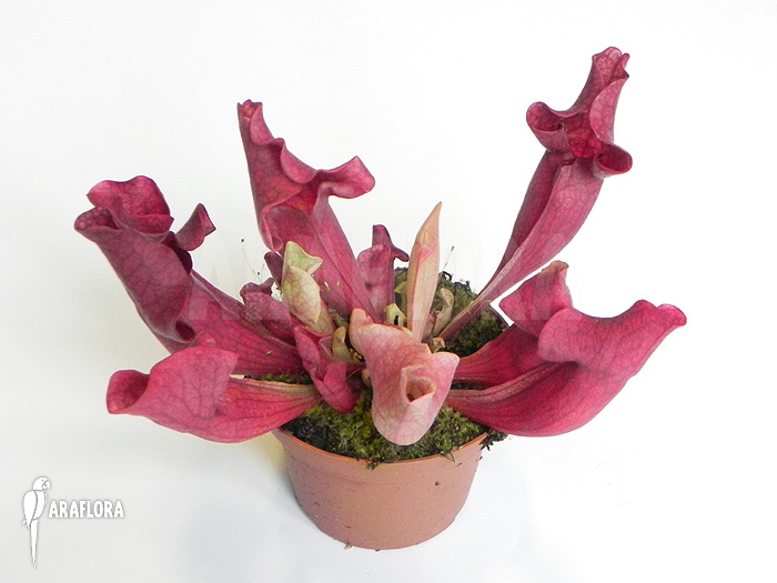 Sarracenia x &lsquo;Ewalina&rsquo;