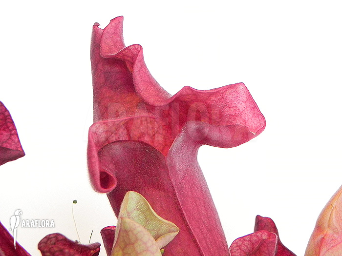 Sarracenia x &lsquo;Ewalina&rsquo;