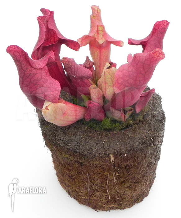 Sarracenia x &lsquo;Ewalina&rsquo;