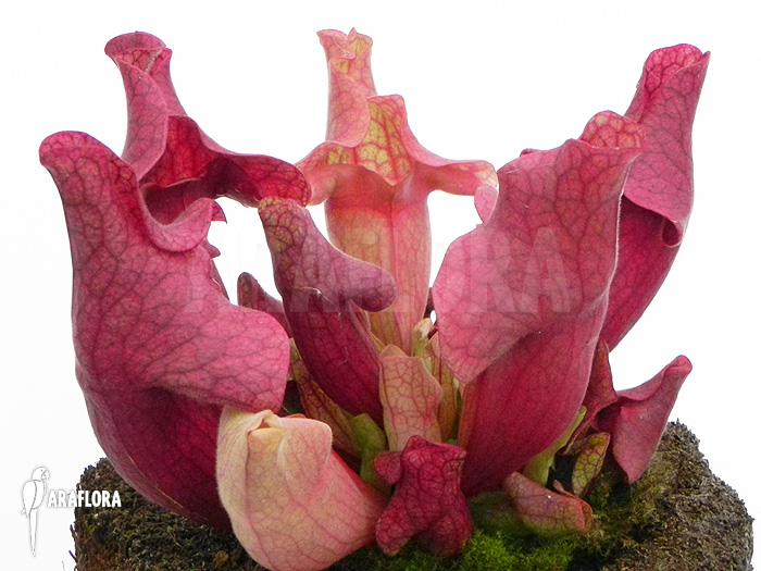 Sarracenia x &lsquo;Ewalina&rsquo;
