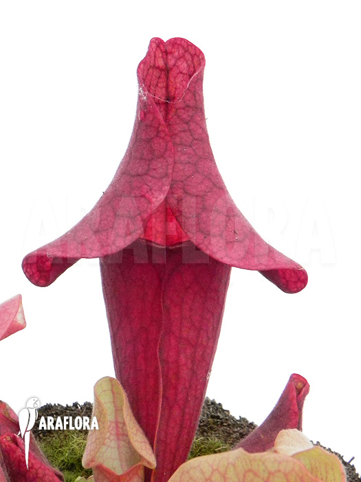 Sarracenia x &lsquo;Ewalina&rsquo;