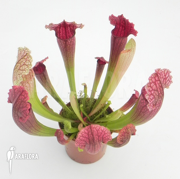 Sarracenia x &lsquo;Fiona&rsquo;