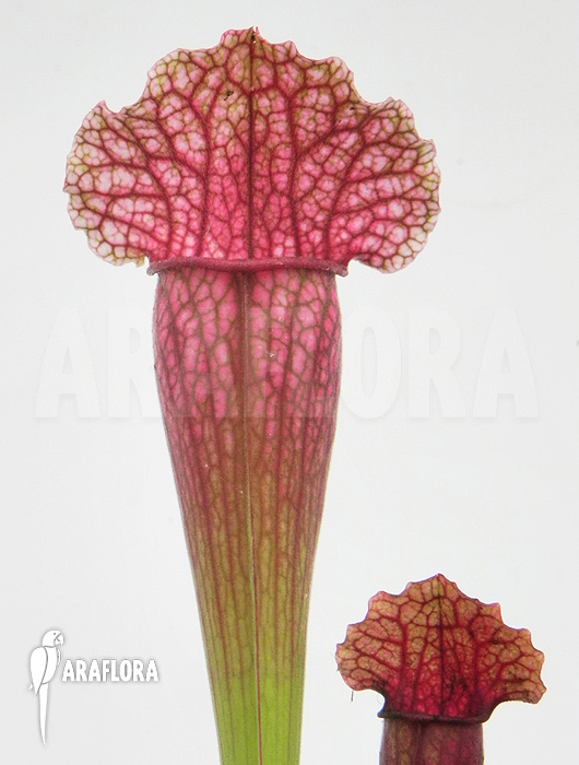 Sarracenia x &lsquo;Fiona&rsquo;