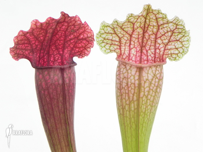 Sarracenia x &lsquo;Fiona&rsquo;