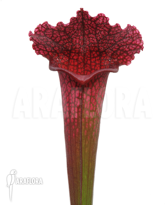Sarracenia x &lsquo;juthatip Soper&rsquo;