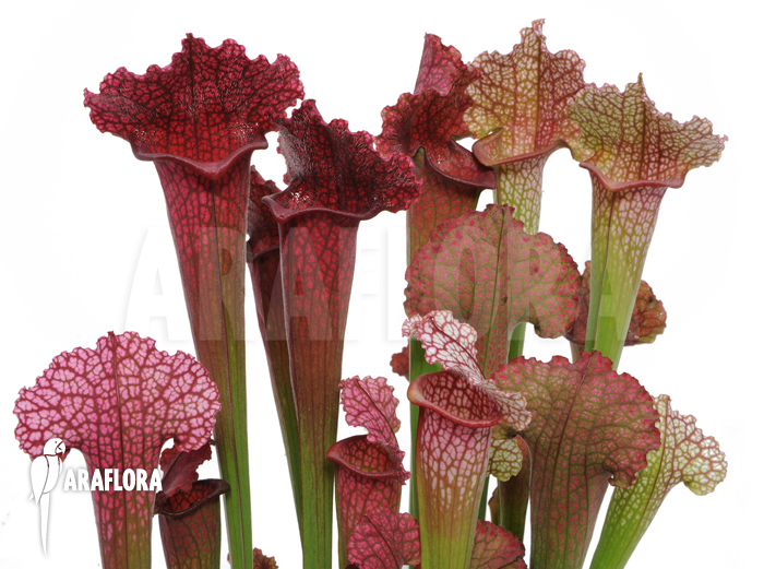 Sarracenia x &lsquo;juthatip Soper&rsquo;