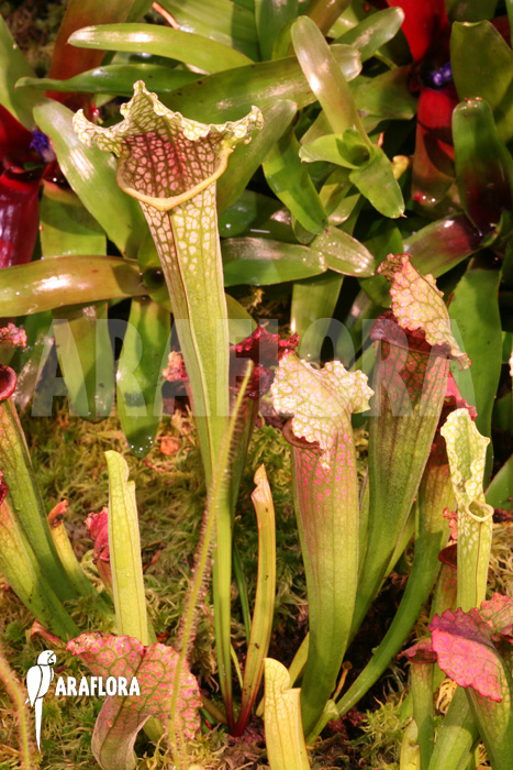 Sarracenia x &lsquo;juthatip Soper&rsquo;