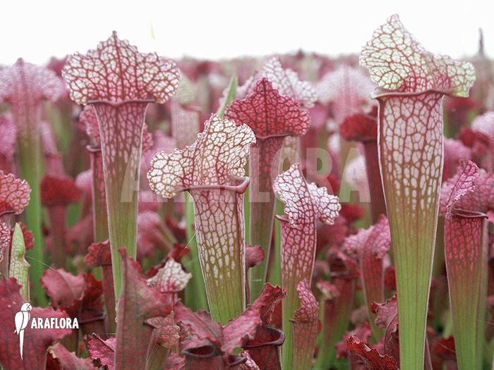 Sarracenia x &lsquo;juthatip Soper&rsquo;