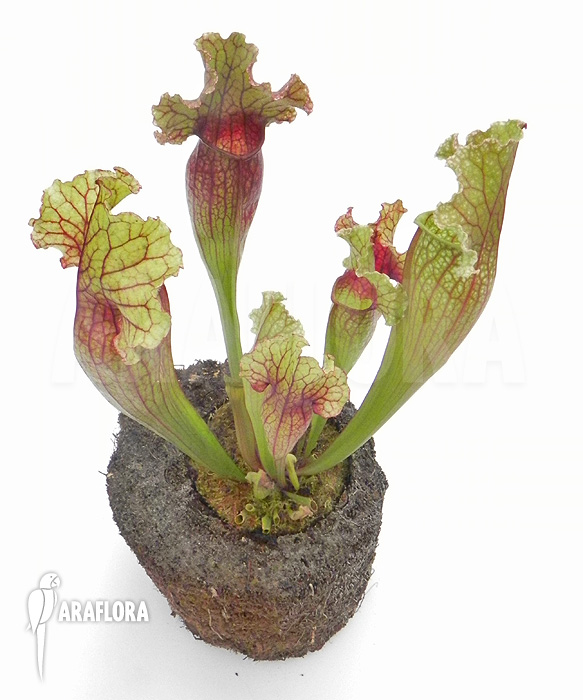 Sarracenia x &lsquo;Lucky Leuco&rsquo;