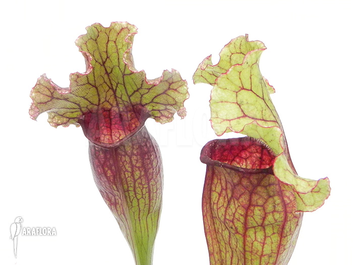 Sarracenia x &lsquo;Lucky Leuco&rsquo;