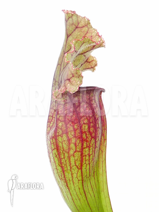 Sarracenia x &lsquo;Lucky Leuco&rsquo;