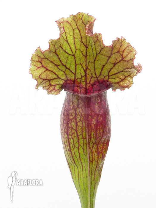 Sarracenia x &lsquo;Lucky Leuco&rsquo;