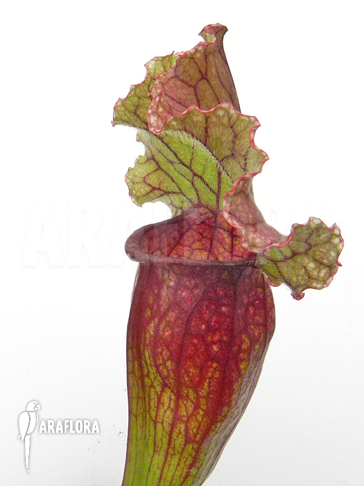 Sarracenia x &lsquo;Lucky Leuco&rsquo;