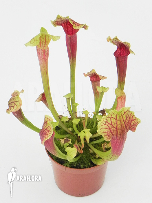 Sarracenia x &lsquo;Smoorie&rsquo;