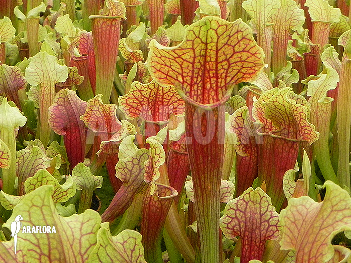 Sarracenia x &lsquo;Smoorie&rsquo;