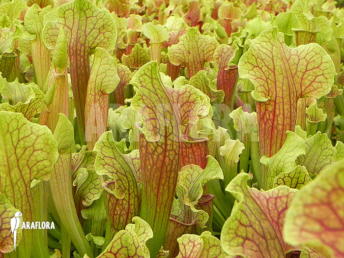 Field of Sarracenia x &lsquo;Smoorie&rsquo;
