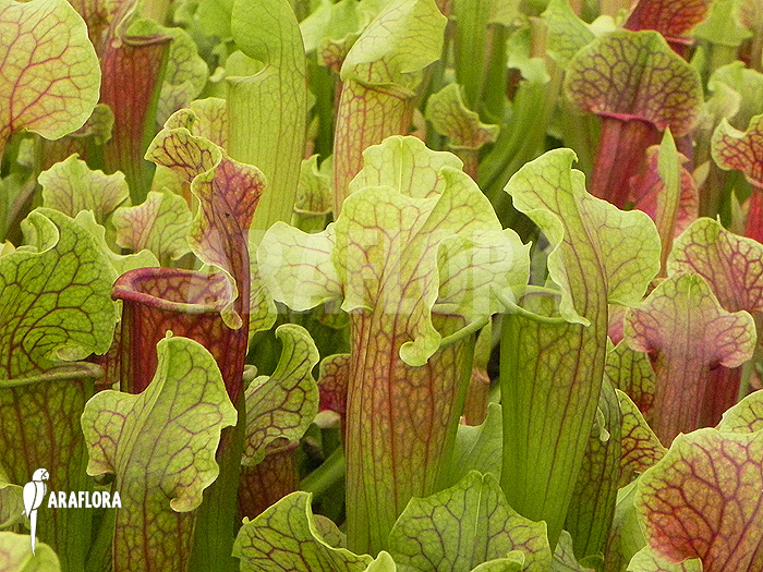 Cultivation Sarracenia x &lsquo;Smoorie&rsquo;