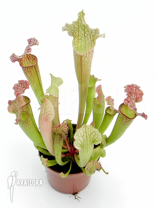Sarracenia x &lsquo;Velvet&rsquo;