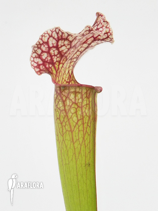 Sarracenia x &lsquo;Velvet&rsquo;