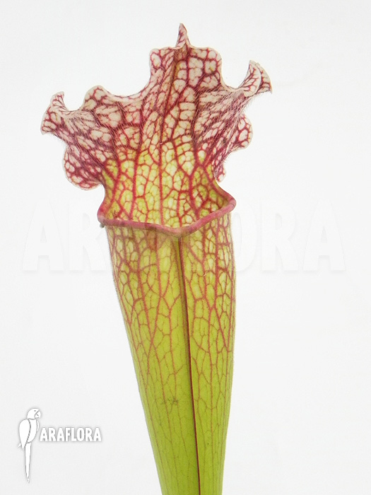 Sarracenia x &lsquo;Velvet&rsquo;