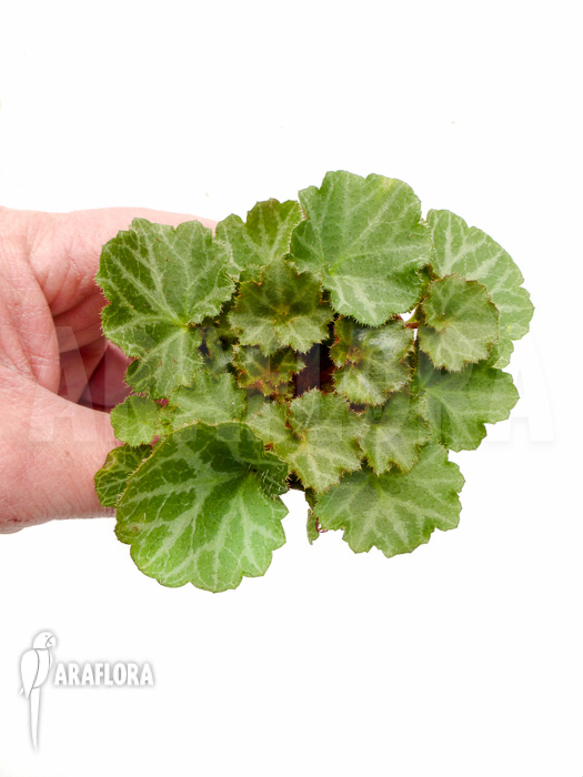 Saxifraga stolonifera Starter