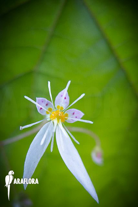 Saxifraga stolonifera Starter Flower