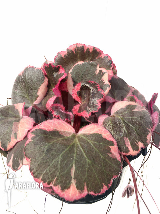 Saxifraga stolonifera tricolor