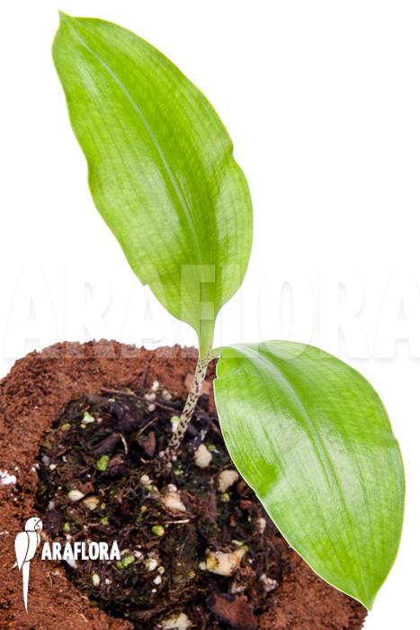 Scadoxus multiflorus ssp multiflorus &lsquo;S&rsquo;