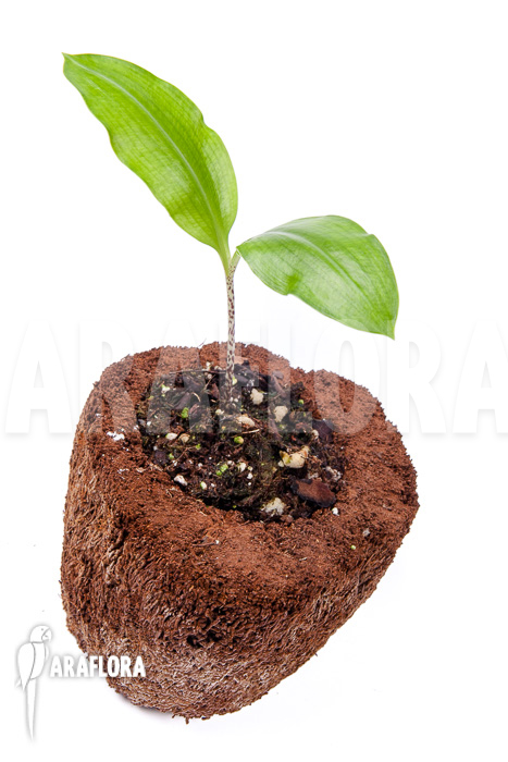 Scadoxus multiflorus ssp multiflorus &lsquo;S&rsquo;