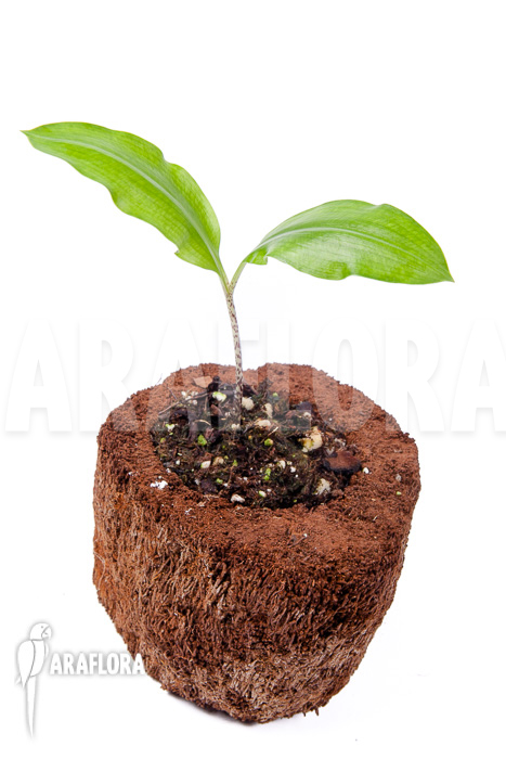 Scadoxus multiflorus ssp multiflorus &lsquo;S&rsquo;