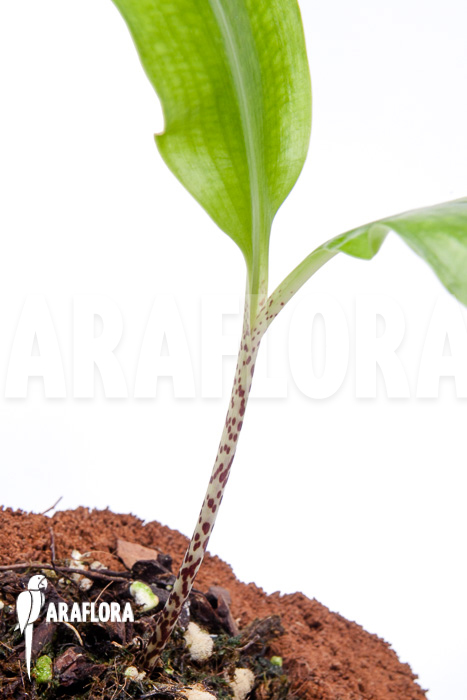 Scadoxus multiflorus ssp multiflorus &lsquo;S&rsquo;