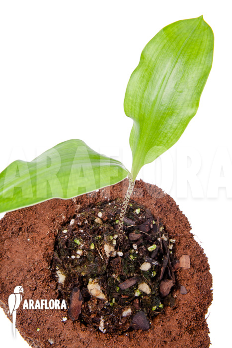 Scadoxus multiflorus ssp multiflorus &lsquo;S&rsquo;