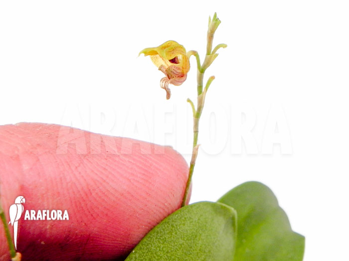 Scaphosepalum verrucosum