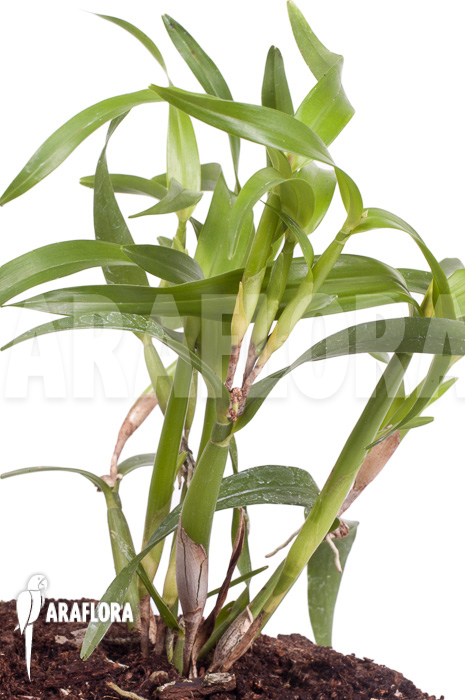 Scaphyglottis genychila