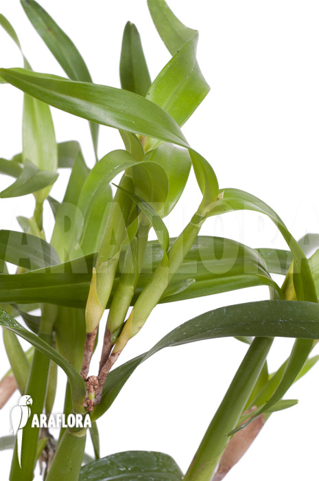 Scaphyglottis genychila