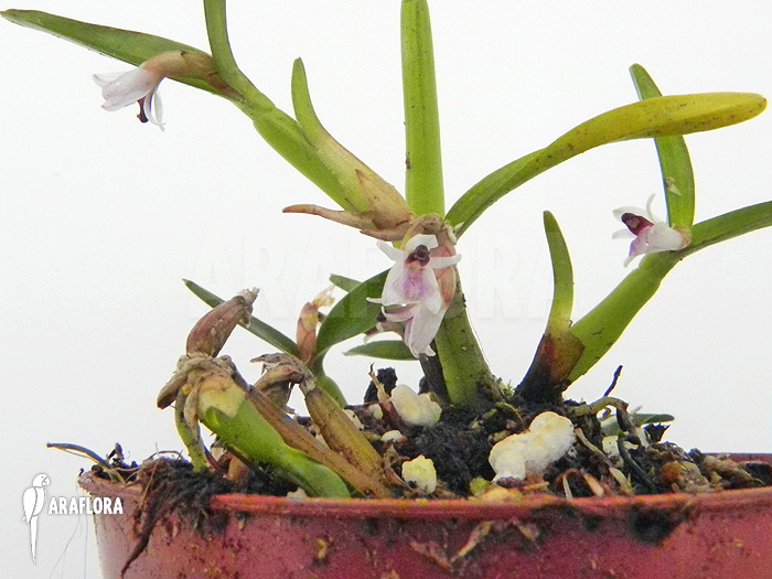 Scaphyglottis prolifera &lsquo;S&rsquo;