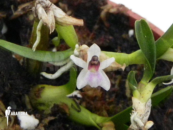 Scaphyglottis prolifera &lsquo;S&rsquo;