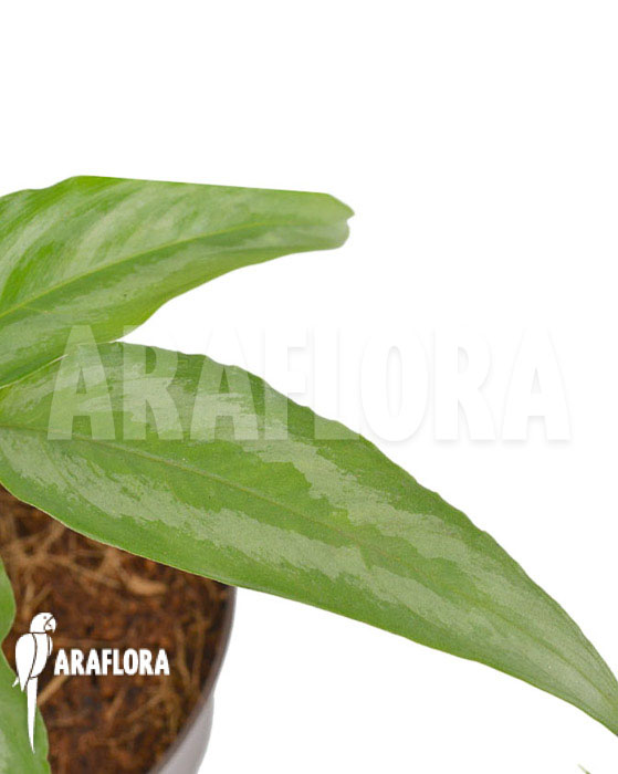 Schismatoglottis wallichii (long leaf) starter