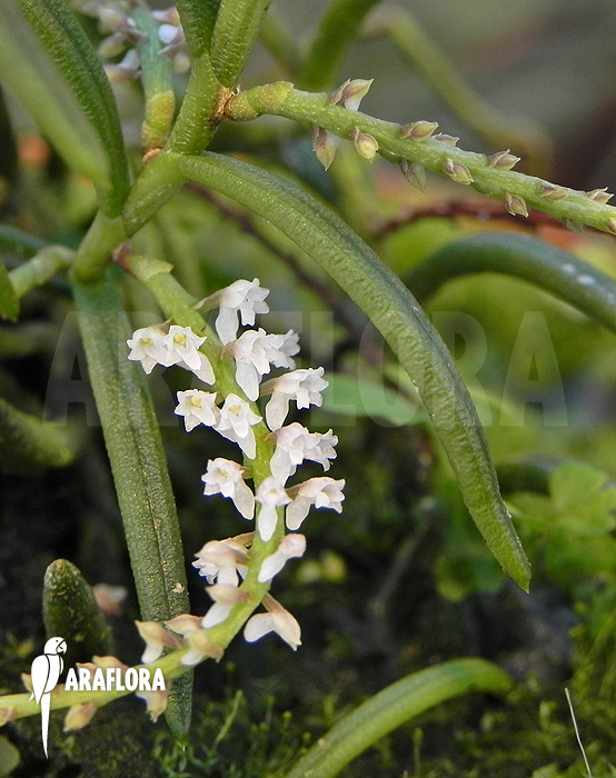 Schoenorchis micrantha