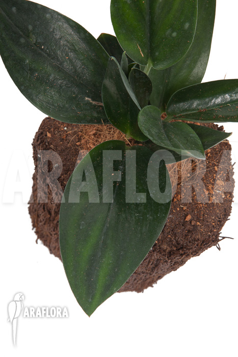 Scindapsus &lsquo;Nearly Black&rsquo;