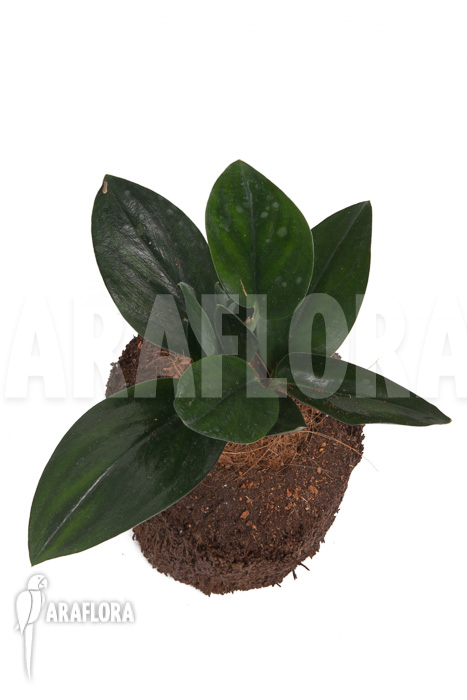 Scindapsus &lsquo;Nearly Black&rsquo;