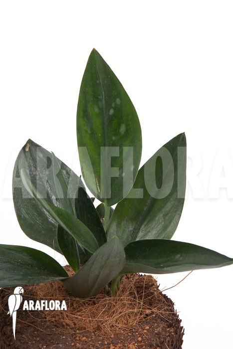 Scindapsus &lsquo;Nearly Black&rsquo;