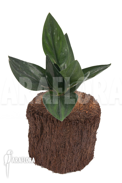 Scindapsus &lsquo;Nearly Black&rsquo;