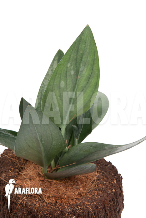 Scindapsus &lsquo;Nearly Black&rsquo;