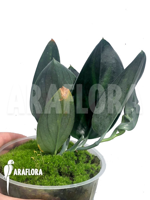 Scindapsus &lsquo;Nearly Black&rsquo; Type X