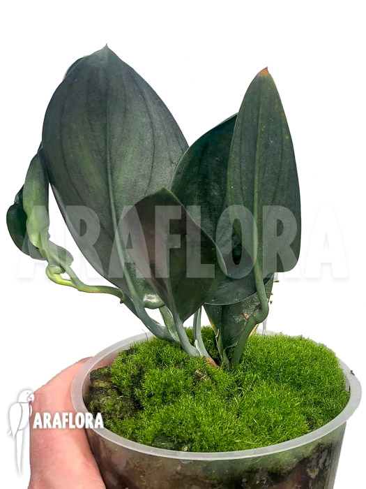 Scindapsus &lsquo;Nearly Black&rsquo; Type X