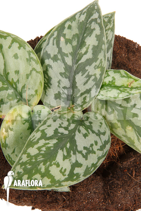 Scindapsus &lsquo;Silver Lady&rsquo;