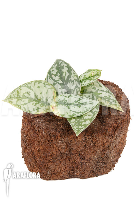 Scindapsus &lsquo;Silver Lady&rsquo;